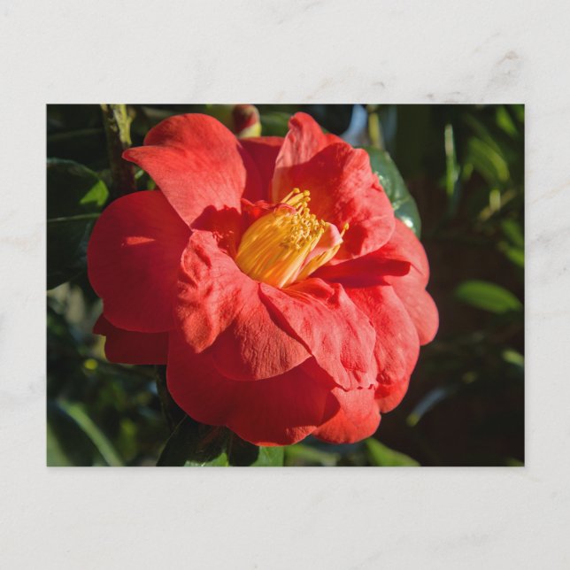 Red Camelia. Bute Park, Cardiff, Wales Vykort (Framsida)