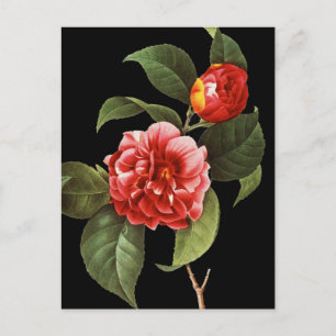 Red Camellia, 1833 Vykort