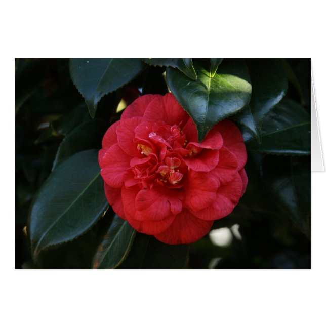 "Red Camellia # 1" Hälsningskort (Framsidan Horizontal)