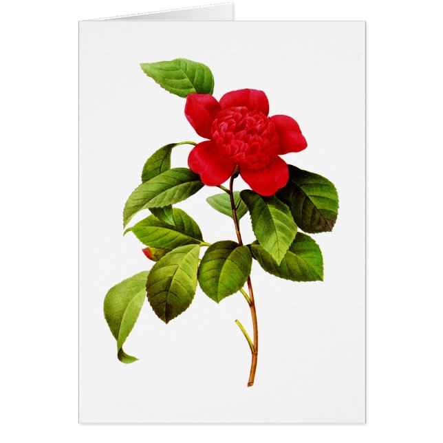 Red Camellia av Pierre Joseph Redoute Hälsningskort (Framsidan)