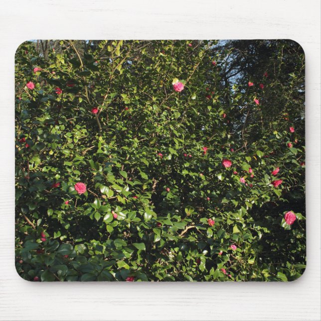 Red Camellia Bush Musmatta (Framsidan)