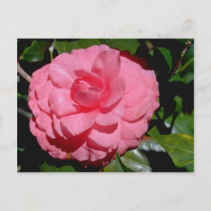 Red Camellia, japonica-blommor Vykort