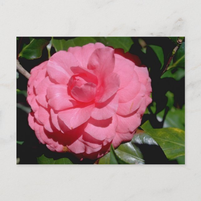 Red Camellia, japonica-blommor Vykort (Framsida)