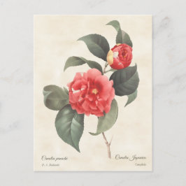 Red Camellia Japonica Vintage Botanical Vykort
