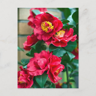 Red Camellia Vykort