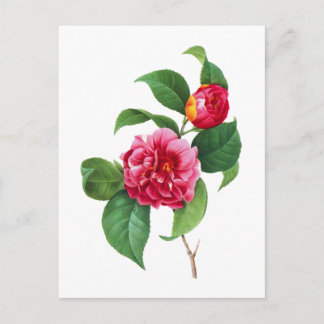Red Camellias av Pierre-Joseph Redoute Vykort