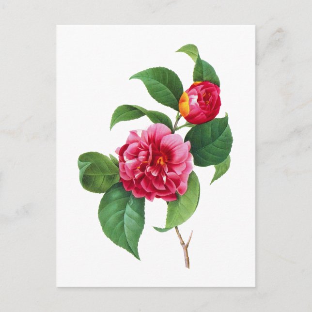 Red Camellias av Pierre-Joseph Redoute Vykort (Framsida)