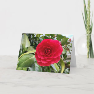Red Camilia Blank Kort