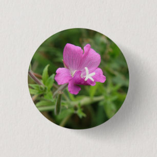 Red Campion Wildblomknapp Knapp