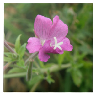Red Campion WildblomTile Kakelplatta