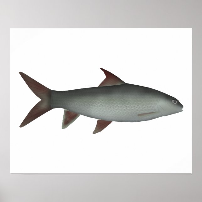 Red Canarese Barb Poster (Framsidan)