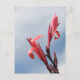 Red Cannas Canna Lilies Flower Photo Vykort