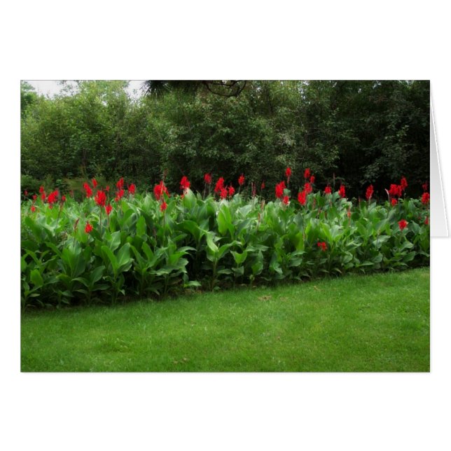 RED CANNAS ~ GRÖNT NORTHWOODS ~ GARDEN CARDS OBS KORT (Framsidan Horizontal)