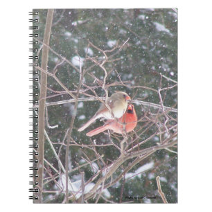 Red Cardinal Bird Anteckningsbok