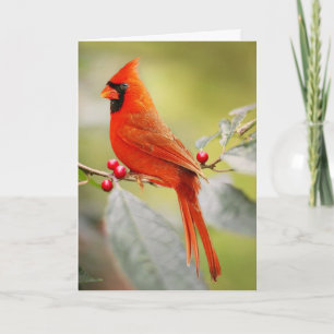 RED CARDINAL BIRD BIRTHDAY GREETARD CARD KORT