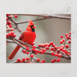 Red Cardinal Bird Forest Berries Helg Vykort