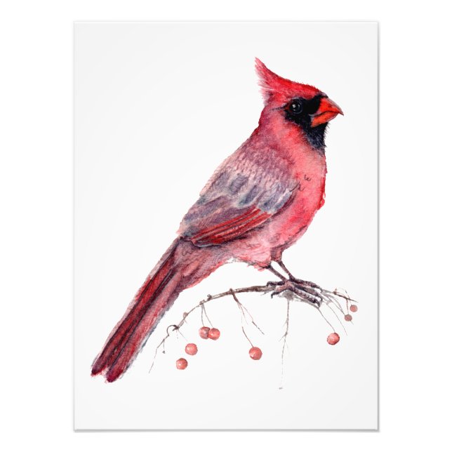 Red Cardinal Bird Fototryck (Framsidan)