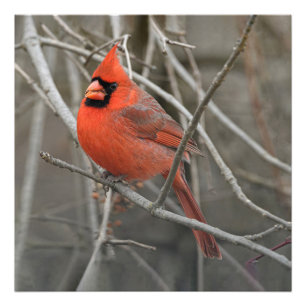 Red Cardinal Bird Fototryck