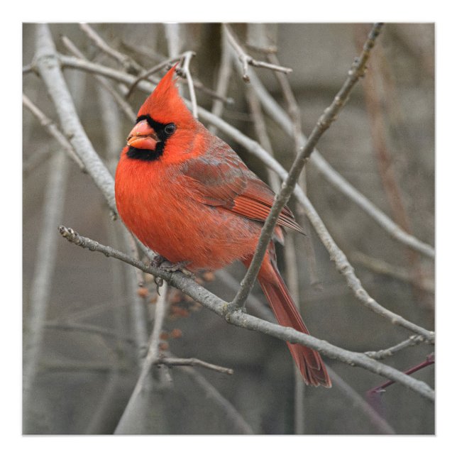 Red Cardinal Bird Fototryck (Framsidan)