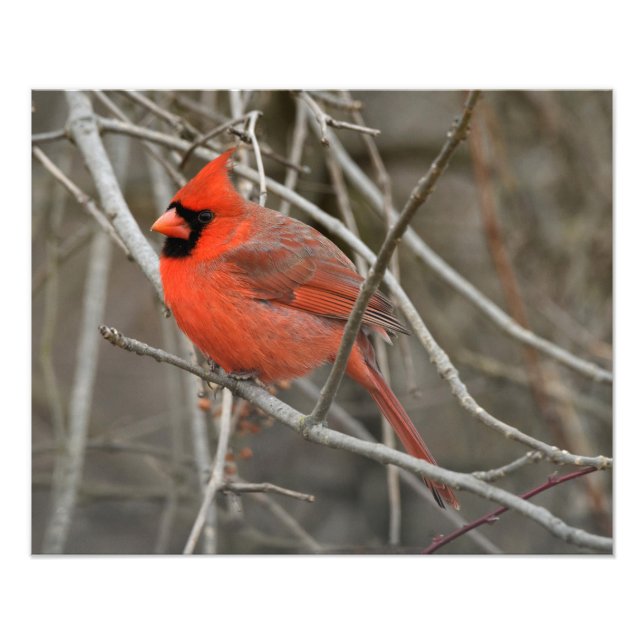 Red Cardinal Bird Fototryck (Framsidan)
