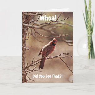 Red Cardinal Bird Funny Belet Birthday Card Kort
