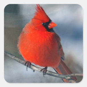Red Cardinal Bird Fyrkantigt Klistermärke