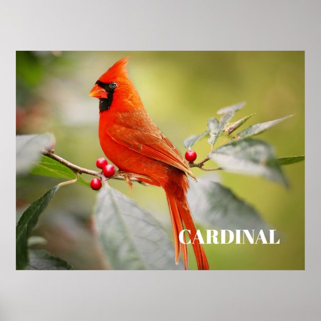 Red Cardinal Bird i Träd Poster (Framsidan)