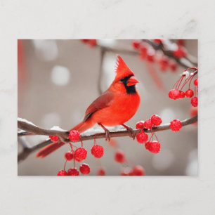 Red Cardinal Bird med Vild Forest Berries Vykort