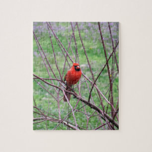 Red Cardinal Bird Sitta på Gren Pussel
