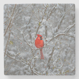 Red Cardinal Bird Snö Underlägg