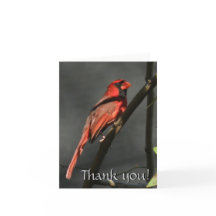 Red Cardinal Bird Tackkort Card