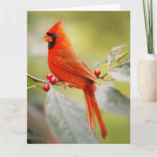 RED CARDINAL BIRTHDAY GREETARD CARD KORT