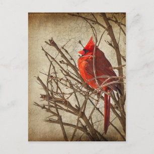Red Cardinal - Brown Struktur Vykort