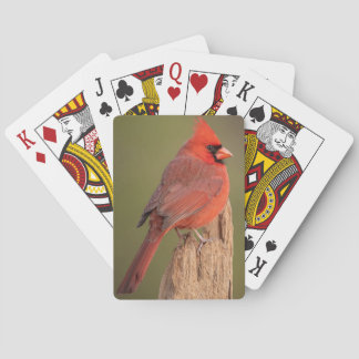 Red Cardinal Casinokort