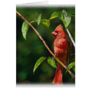 Red Cardinal Hälsningskort