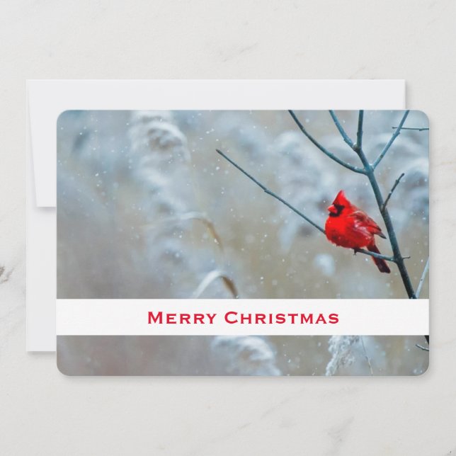 Red Cardinal in Winter Nature Photo jul Julkort (Framsida)