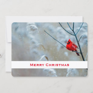 Red Cardinal in Winter Nature Photo jul Julkort