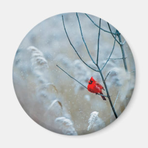 Red Cardinal in Winter Nature Photo jul Magnet