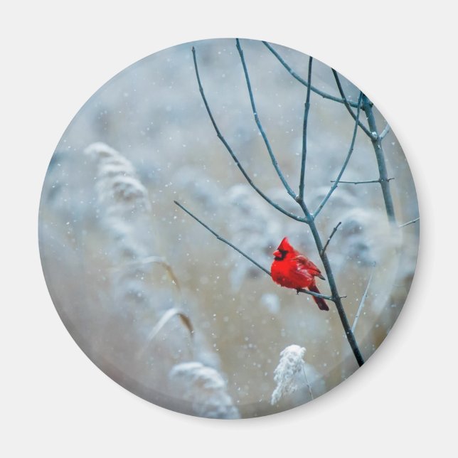 Red Cardinal in Winter Nature Photo jul Magnet (Framsidan)