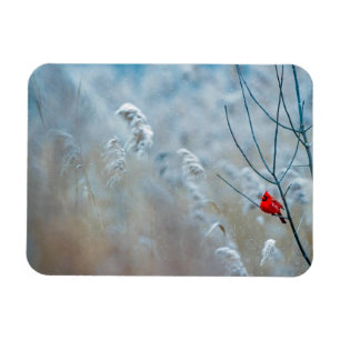 Red Cardinal in Winter Nature Photo jul Magnet