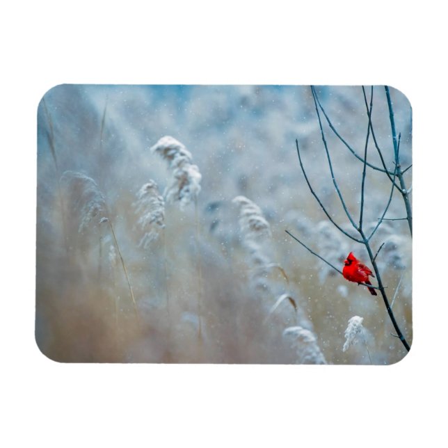 Red Cardinal in Winter Nature Photo jul Magnet (Horisontell)