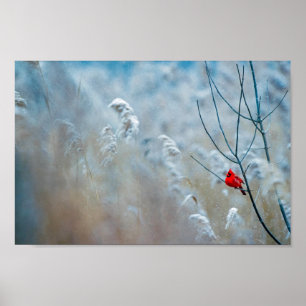 Red Cardinal in Winter Nature Photo jul Poster