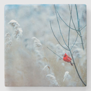 Red Cardinal in Winter Nature Photo jul Stenunderlägg