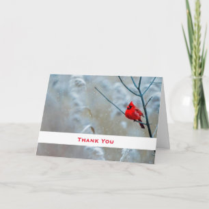 Red Cardinal in Winter Nature Photo Tack Kort