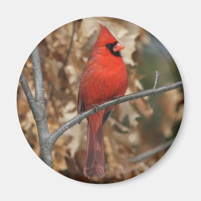 Red Cardinal Magnet (Framsidan)