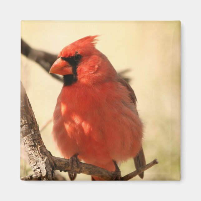 Red Cardinal Magnet (Framsidan)