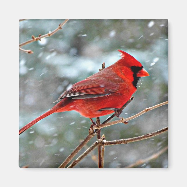 Red Cardinal Magnet (Framsidan)