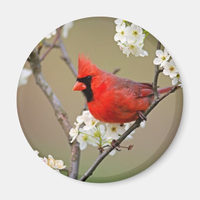Red Cardinal Magnet (Framsidan)