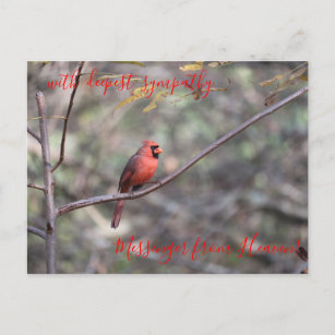 Red Cardinal Messenger från Heaven Sympathy Postca Vykort