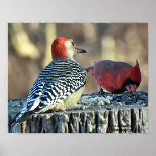 Red Cardinal och Red Belllied Woodpecker Poster